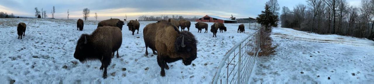 Amish Made Cedar Cabin With A Loft On A Buffalo Farm Close To The Buffalo River Marshall Exteriör bild